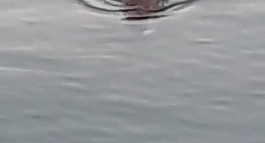 Marmara Denizinde su maymunu görüntülendi