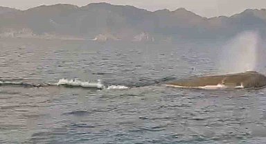 Marmaris açıklarında balina sürprizi