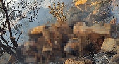 Marmaris'te orman yangınında bulunan ceset Belçika vatandaşı çıktı