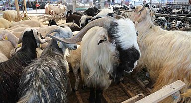 Meram'da kurbanlık satışları için yer tahsis işlemleri başlıyor