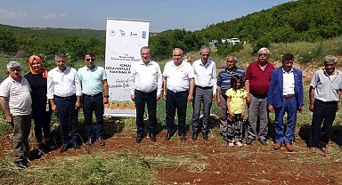 Mersin Erdemli'de 850 rakıma modern ceviz bahçesi kuruldu