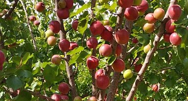 Mersin'de kayısının kilosu 8 liraya kadar düştü