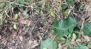 Mersin'de sağanak ve dolu yağışı bahçe ve yollara zara verdi