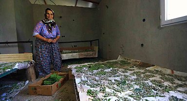 Muğla Büyükşehir'in desteği ile İpekböcekçiliği gelişiyor