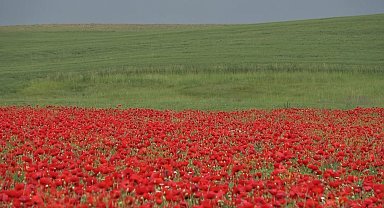 Muş Ovası'nda gelinciklerin görsel şöleni
