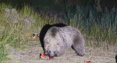 Nemrut'a giden piknikçilere ayı uyarısı