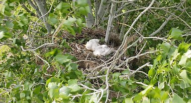 Nesli tehlike altında, yavruları fotoğraflandı