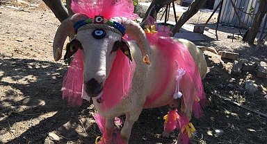 Nişanlıya süslü koç hediyesi