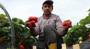 O topraklarda artık çilekte yetişiyor