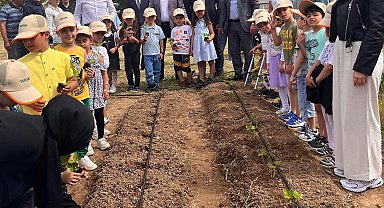 Okulda çilek dikmeyi öğrendiler
