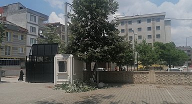 Okulun bahçesindeki ıhlamur ağacından düştü