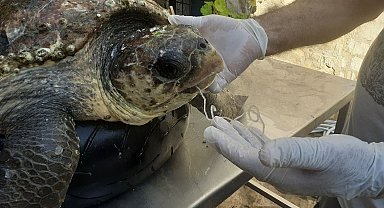 Olta iğnesi yutan deniz kaplumbağasını vatandaşların dikkati kurtardı