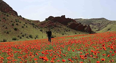 Oltu'da gelincikler ikinci kez açtı
