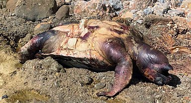 Ölü deniz kaplumbağası kıyıya vurdu