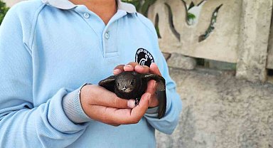 Ömrünü havada geçiren ebabil kuşu yaralı halde bulundu