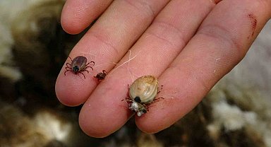 Onca ölümlere rağmen kenelerle boncukla oynar gibi oynuyor