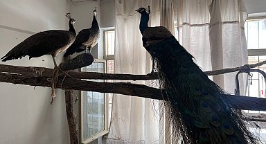 Ordu'da Hint tavus kuşu besleyen kişiye ceza: 3 kuşa el konuldu