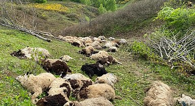 Ordu'da koyun sürülerine ayı saldırdı: 76 koyun telef oldu