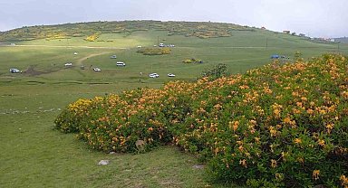 Ordu'da orman gülleri açtı, yaylalar sarıya boyandı