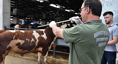 Osmangazi'de kurban yakalama timleri göreve hazı