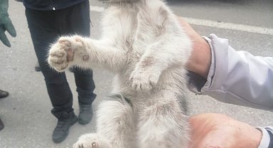 Otomobil tekeri ile balata arasına sıkışan kedi yaralandı