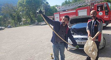 Otomobilin motoruna yılan girdi, gören hem şaşırdı hem korktu
