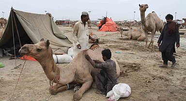 Pakistan'da develer Kurban Bayramı öncesinde geleneksel desenlerle süslendi