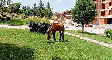 Parkın davetsiz misafiri