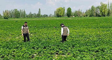 Patates üreticilerine bitki hastalıklarına karşı uyarı