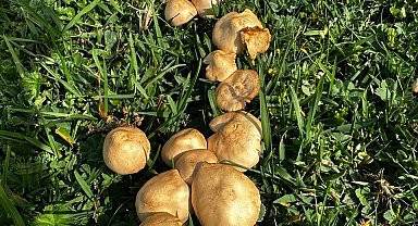 Perşembe Yaylası, mantar toplamak isteyenlere ev sahipliği yapıyor