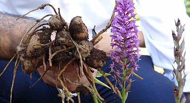 Pınarhisar'da salep hasadı başladı