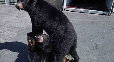 Polonya'da konteynerde doldurulmuş Amerikan kara ayıları ele geçirildi