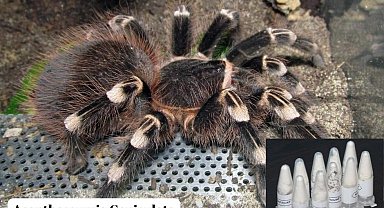 Posta kargosunda 76 adet yavru tarantula ele geçirildi