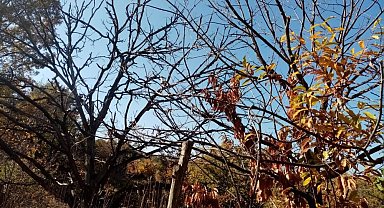 "Kestanenin geleceği tehlike altında"