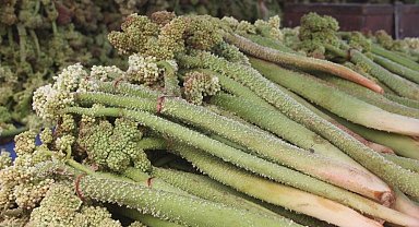 "Yayla Muzu" tezgâhlardaki yerini aldı