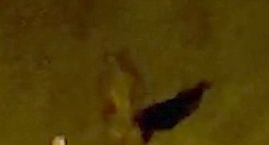 Rize'de çay bahçesine giren ayı görenleri korkuttu