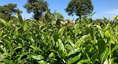 Rize'de hava şartlarının olumsuz etkilediği çay hasadında Ziraat Odası'ndan üreticilere "Acele etmeyin" uyarısı