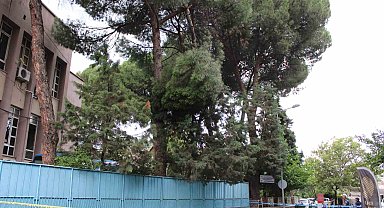 Rüzgarla kopan ağaç dalı ekipleri harekete geçirdi