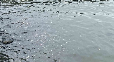 Sağanak yağış sonrası çöpler limanlara toplandı