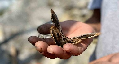 Saha çalışmasında bulduğu kelebek ilgi odağı oldu