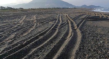 Sahil magandalarına caretta caretta ve kum zambağı uyarısı