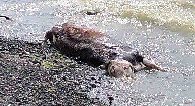 Sahile vuran ölü inek şaşkına çevirdi