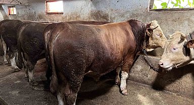 Sakarya'da en ucuz kurbanlık hissesi 8 bin liradan başlıyor