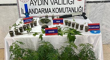 Saksıda 46 kök kenevir ele geçirildi