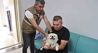 Salihli'de bin kedi ve köpeğe mikroçip takıldı