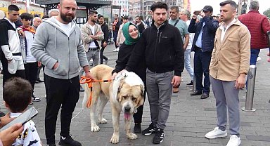 Şampiyon dev köpek Taksim'de ilgi odağı oldu