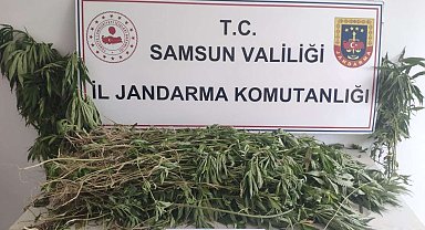 Samsun'da 2 bin 315 kök kenevir ele geçirildi