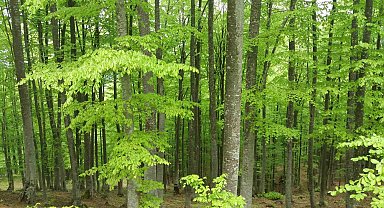 Samsun'da 4 ay ormanlık alanlara girişler yasaklandı