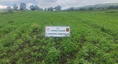 Samsun'da jandarma tarafından 280 bin 720 kök kenevir bitkisi ele geçirildi