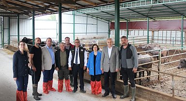 Samsun'da manda yetiştiriciliğine teşvikler sürüyor